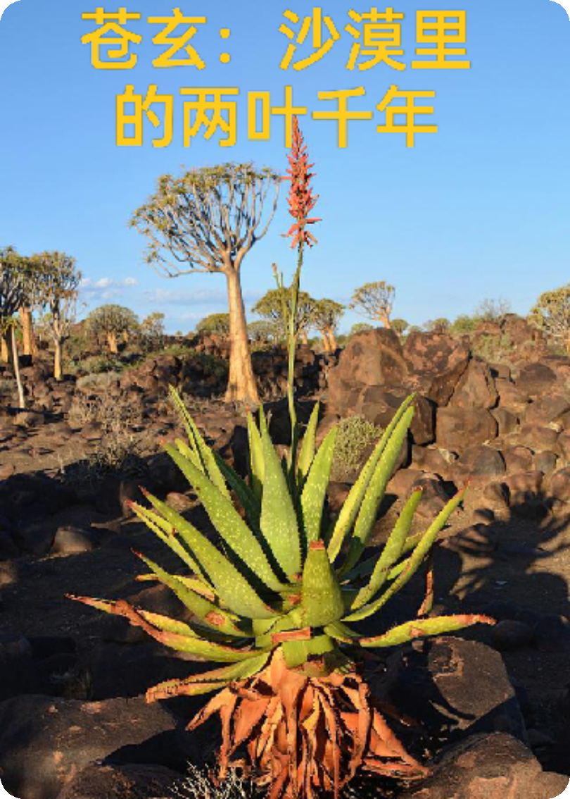 苍玄：沙漠里的两叶千年全文免费