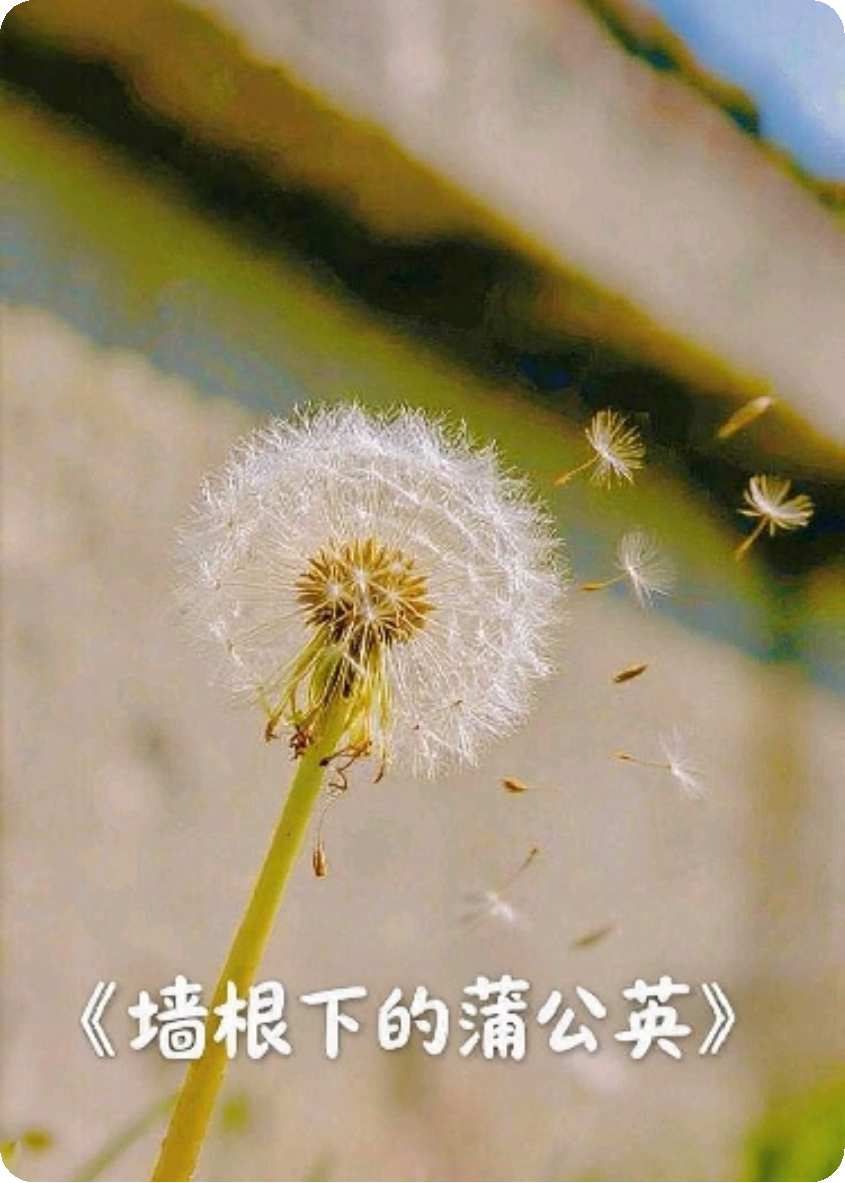 墻根下的蒲公英